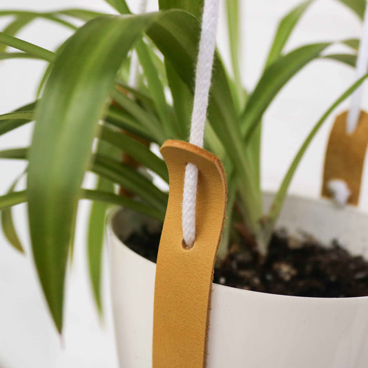 Yellow plant hanger